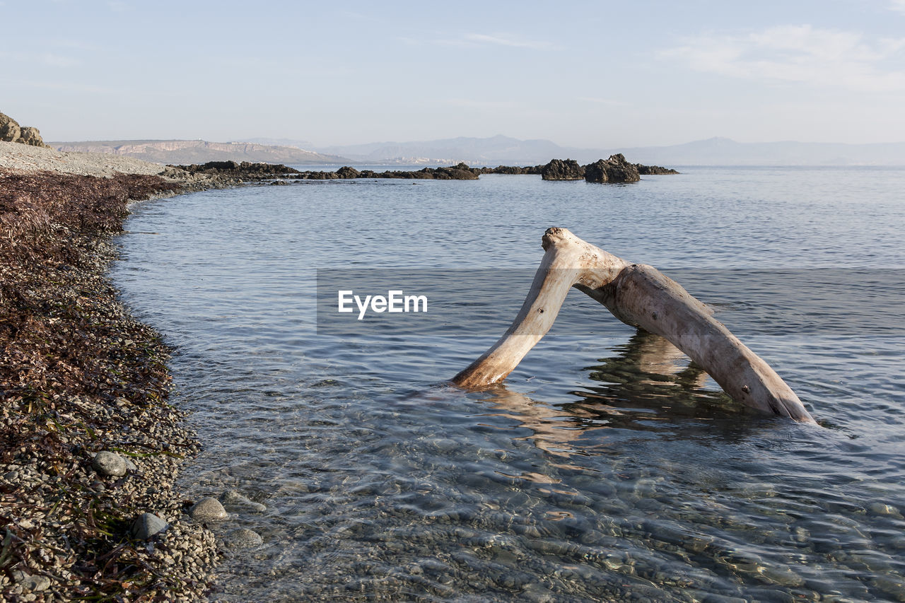 VIEW OF HORSE IN SEA