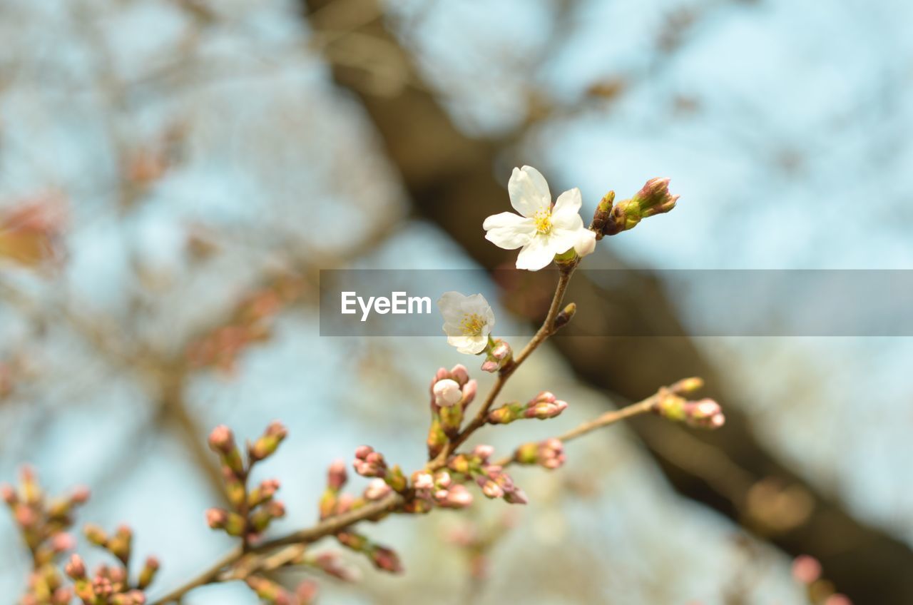 Low angle view of cherry blossom tree