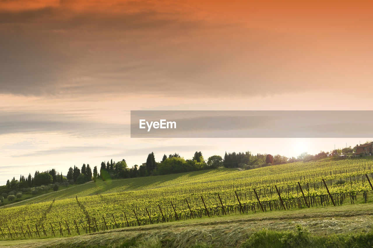 SCENIC VIEW OF FARM AGAINST SKY DURING SUNSET