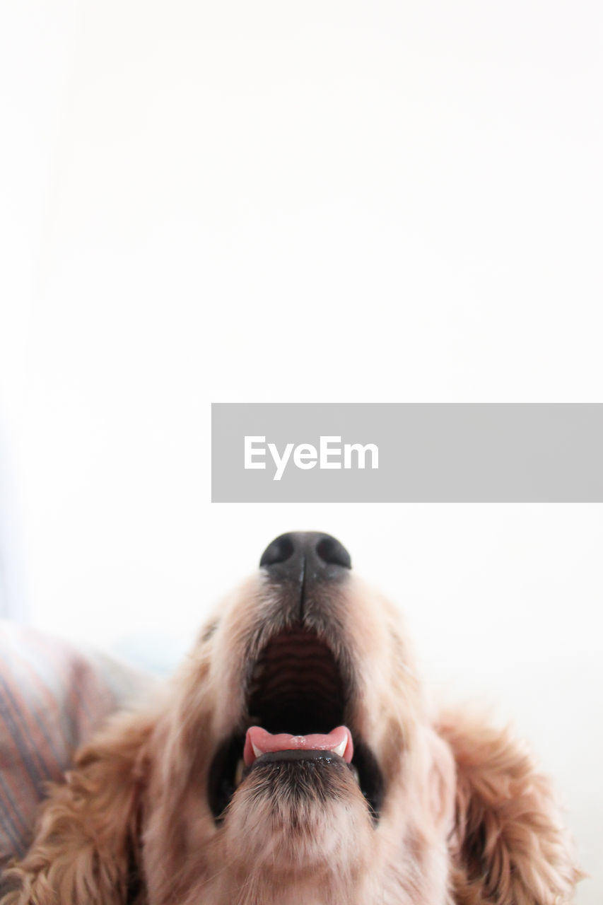 Close-up of dog against white background
