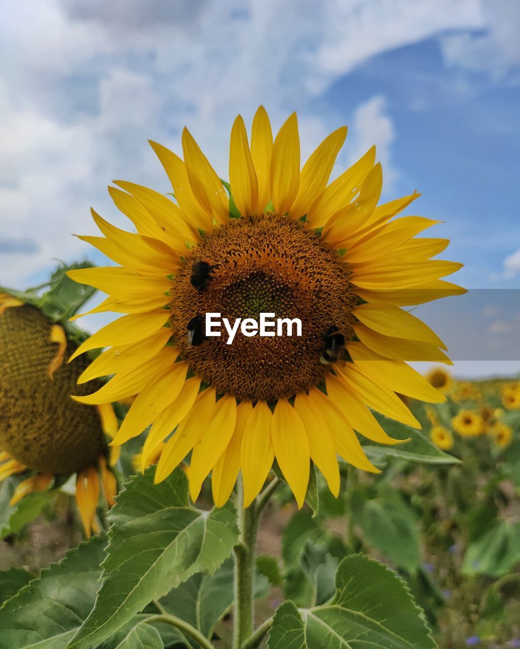 sunflower, flower, plant, flowering plant, yellow, flower head, beauty in nature, freshness, sky, cloud, nature, growth, field, petal, inflorescence, sunflower seed, landscape, fragility, close-up, plant part, rural scene, leaf, asterales, land, pollen, no people, agriculture, environment, outdoors, day, summer, botany, crop, blossom, focus on foreground, farm, springtime, animal wildlife, scenics - nature, wildflower, animal, vegetarian food, sunlight, seed, animal themes, vibrant color