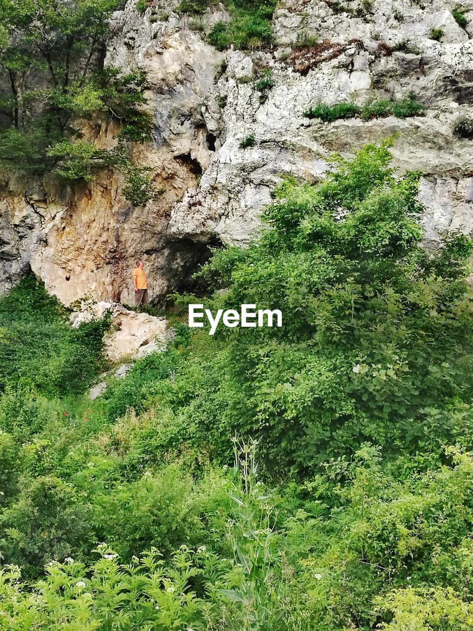 PLANTS GROWING ON ROCK