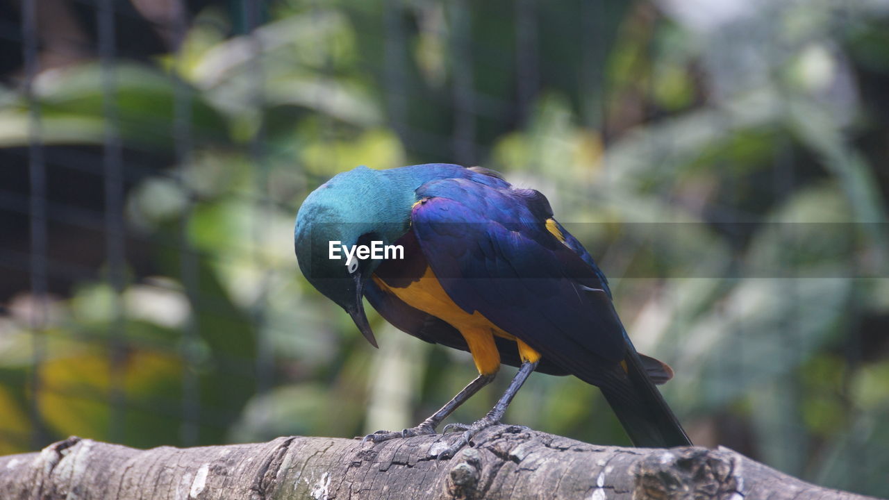 Close-up of parrot perching on wood