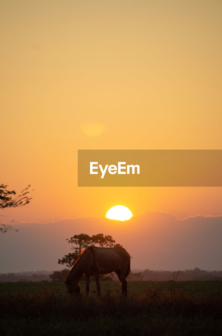 Silhouette horse on field against orange sky 