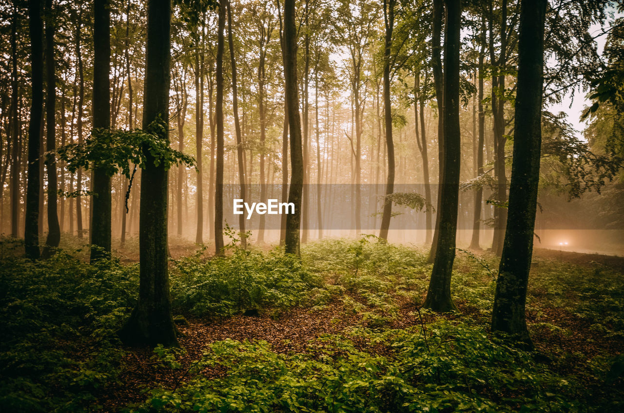 TREES GROWING IN FOREST