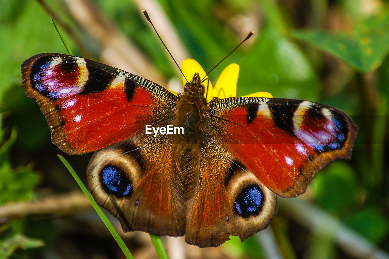 Close-up of butterfly perching on plant