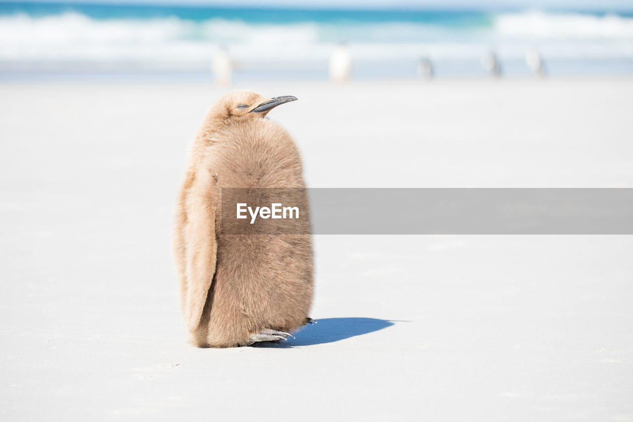 Penguin perching on sea shore at beach