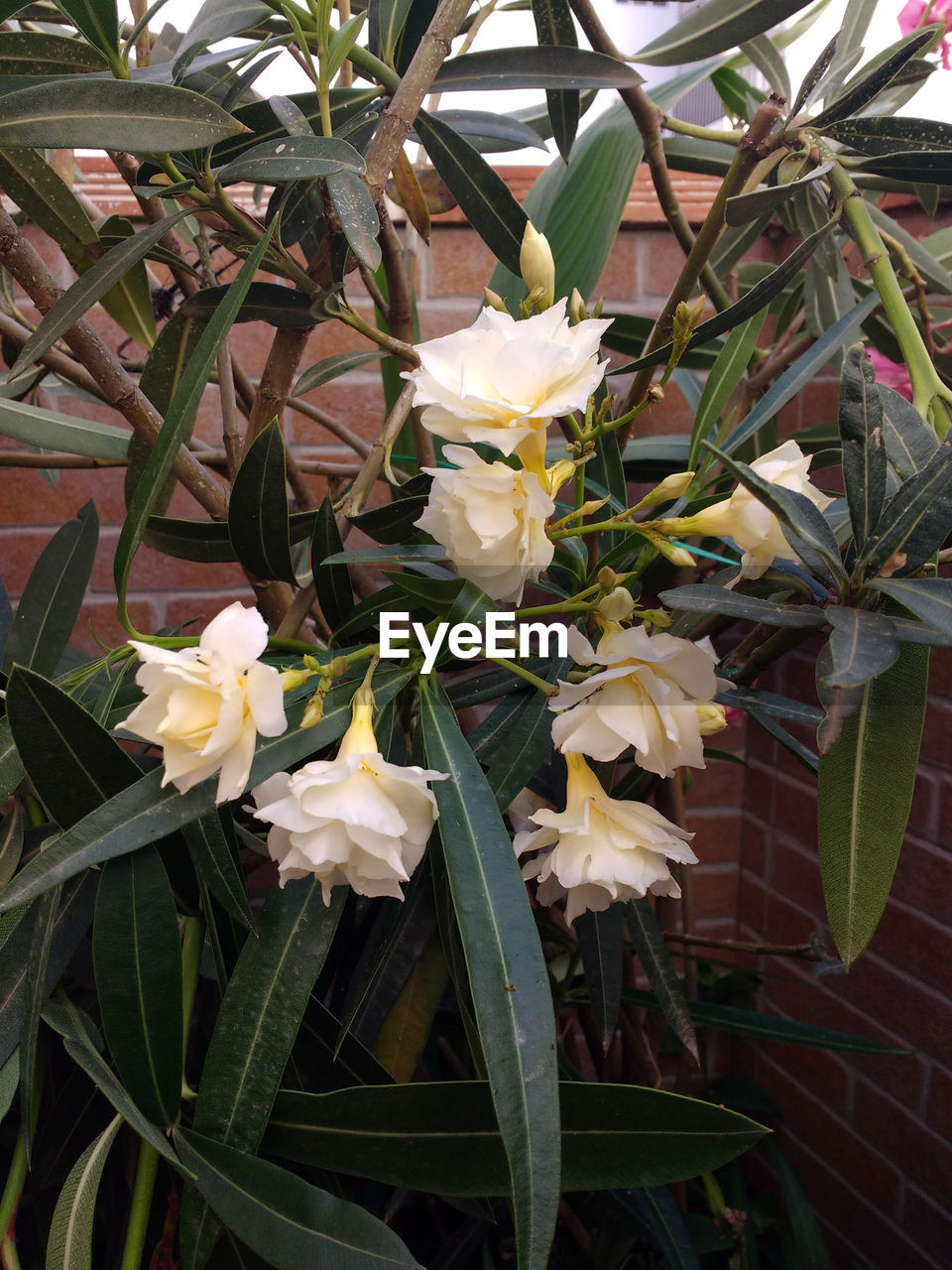 CLOSE-UP OF WHITE FLOWERS BLOOMING