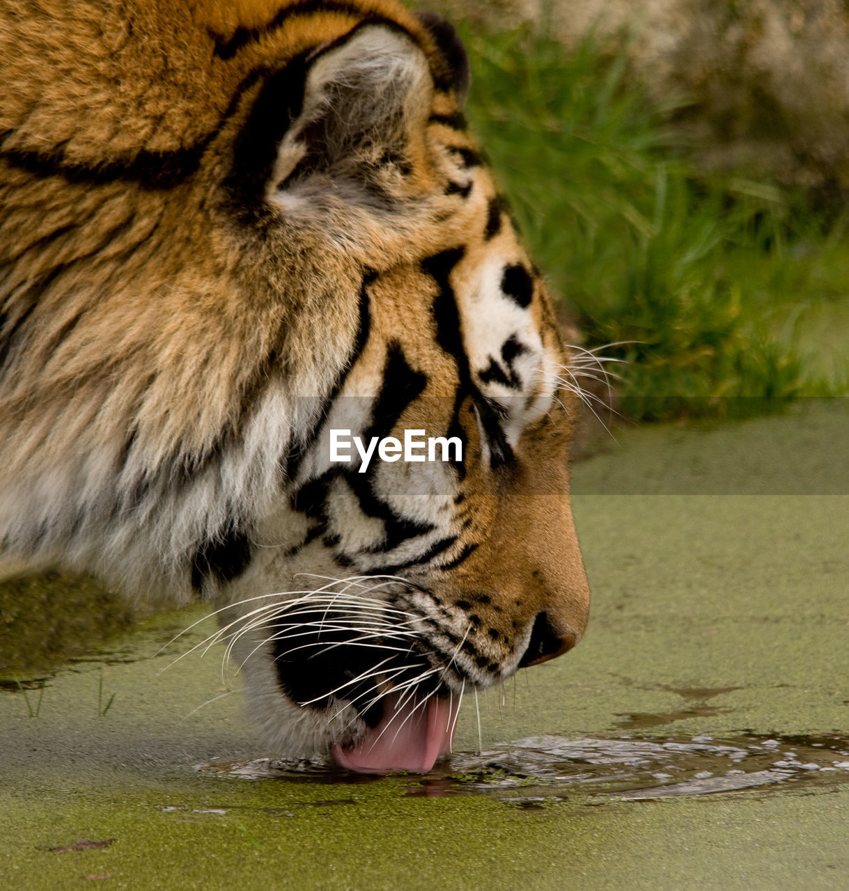 Close-up side view of a tiger