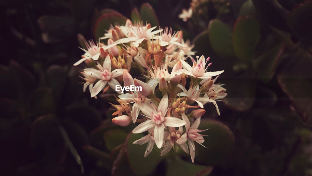 CLOSE-UP OF PINK FLOWERS