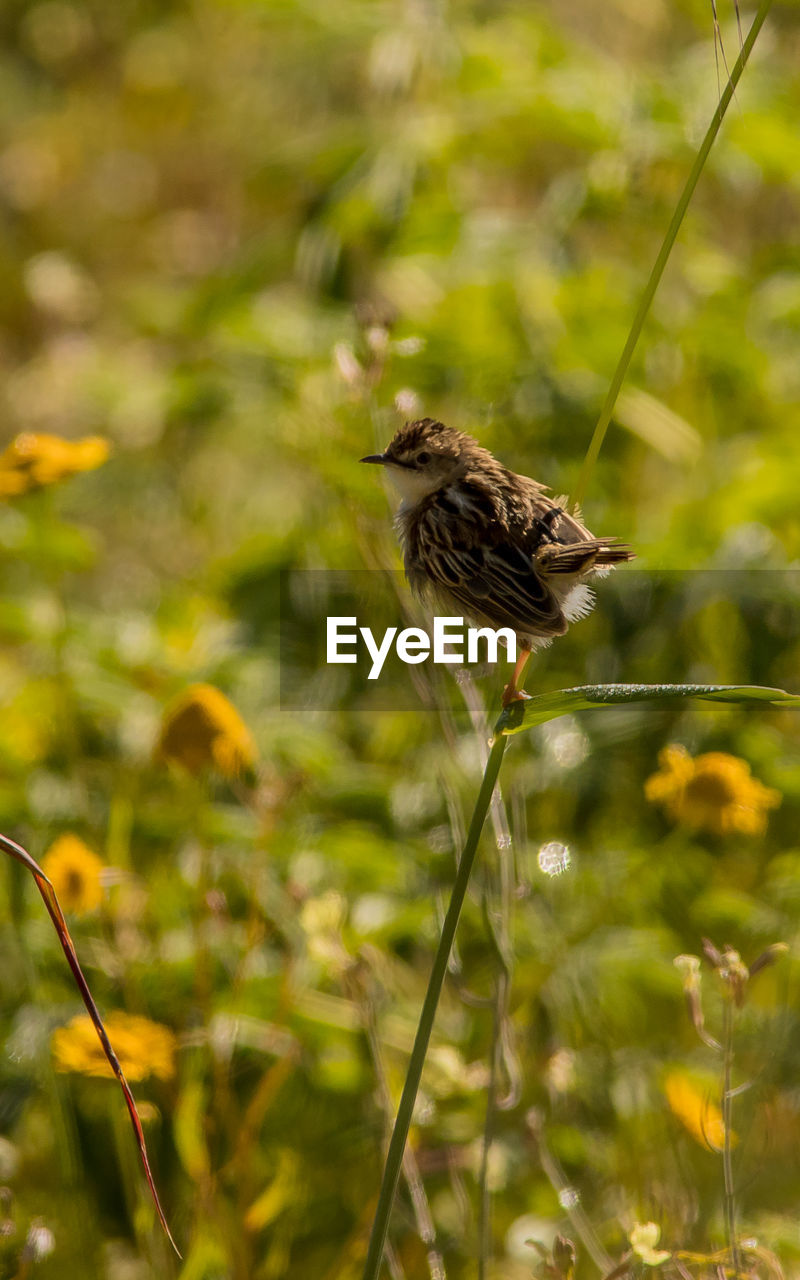 BIRD PERCHING ON A PLANT