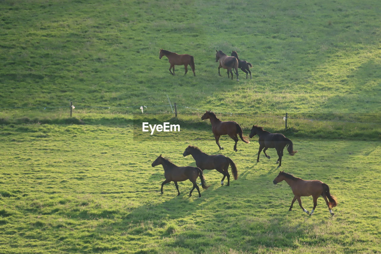 pasture, animal, animal themes, mammal, group of animals, herd, grassland, animal wildlife, horse, grazing, domestic animals, grass, livestock, plant, field, natural environment, wildlife, plain, meadow, nature, land, mustang horse, no people, green, environment, steppe, prairie, landscape, pet, agriculture, day, rural area, outdoors, beauty in nature, mare, herbivorous, running, medium group of animals, sunlight