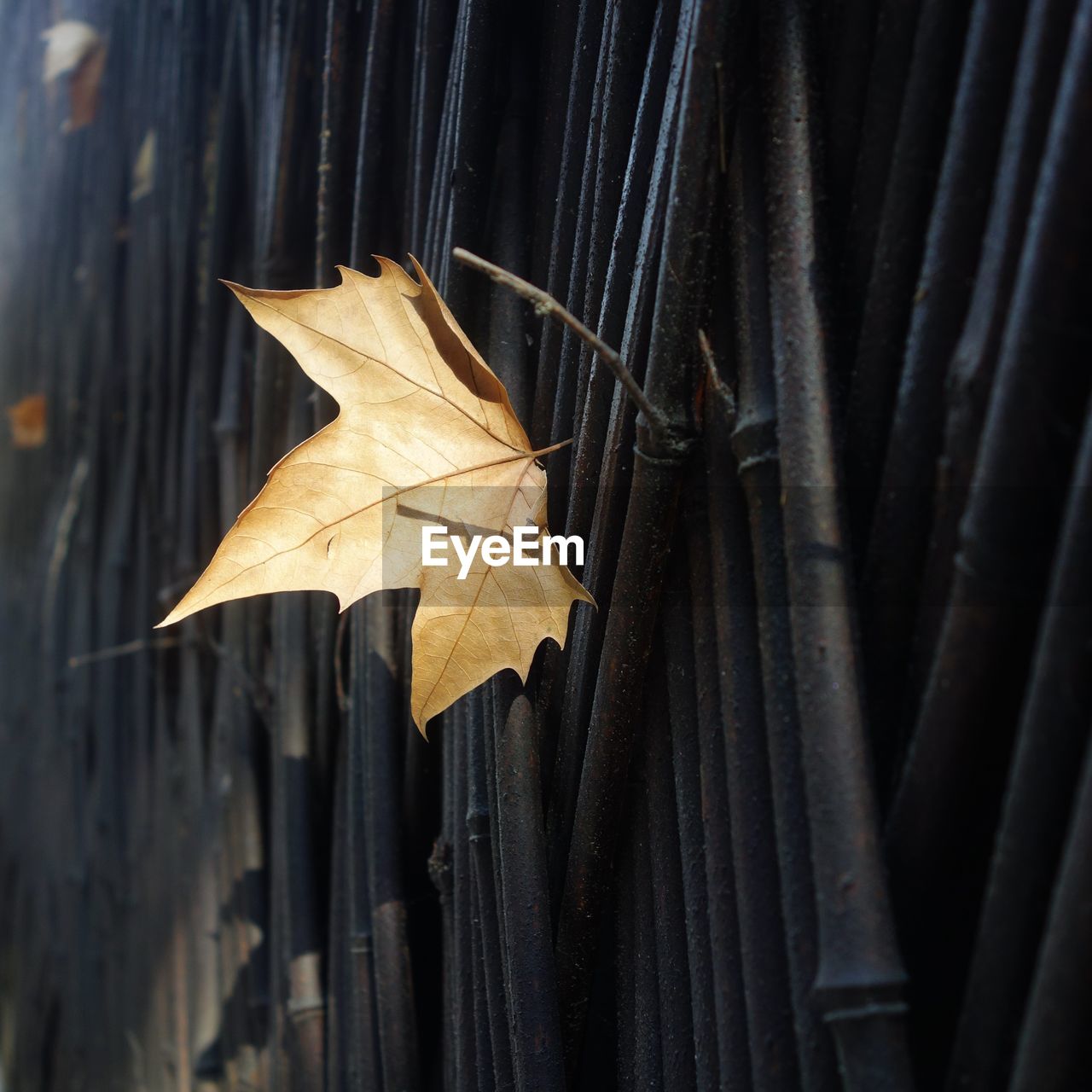 Leaf stuck on wooden fence