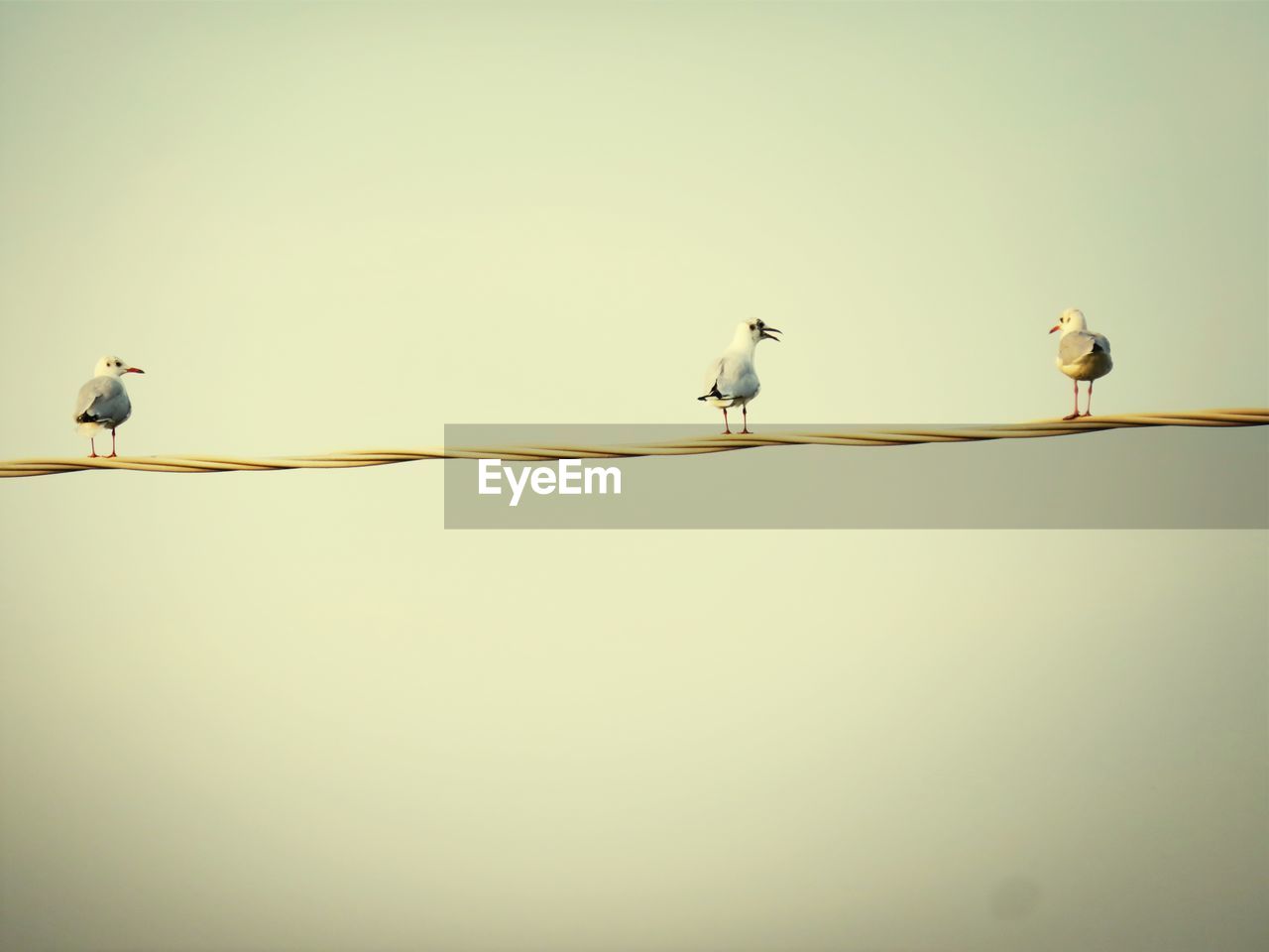 View of seagulls perching on line