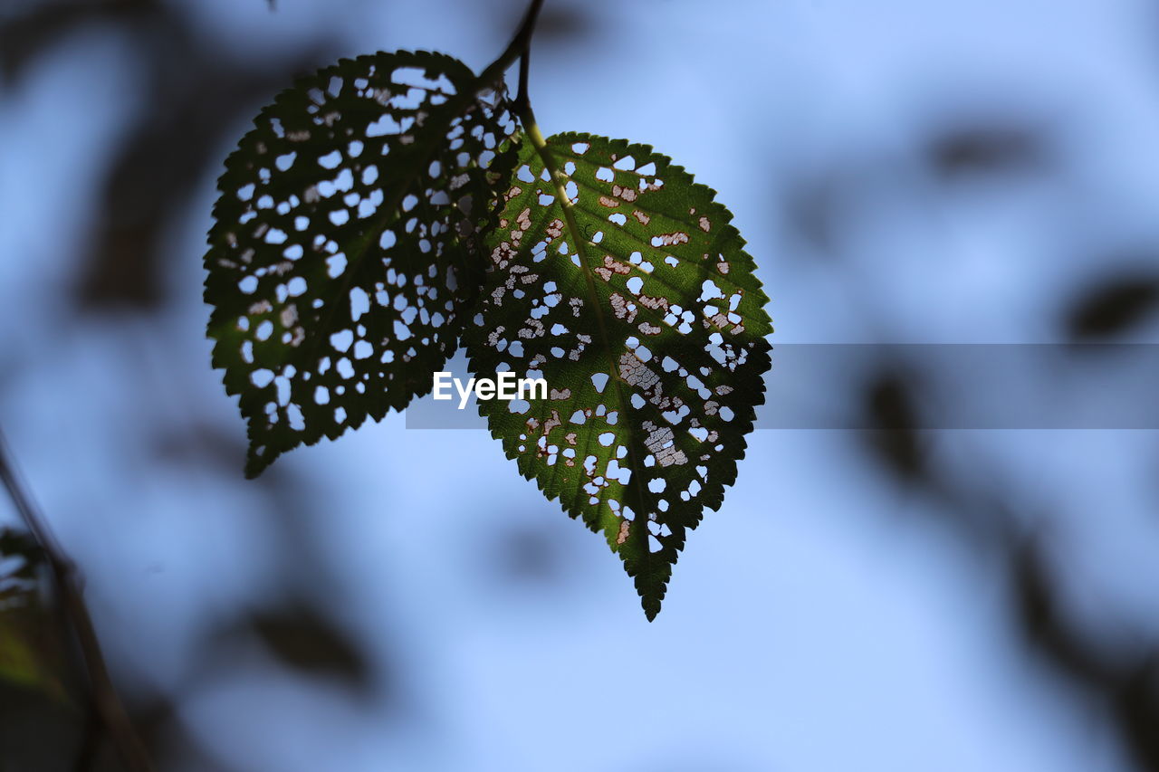 Close-up of snow on plant