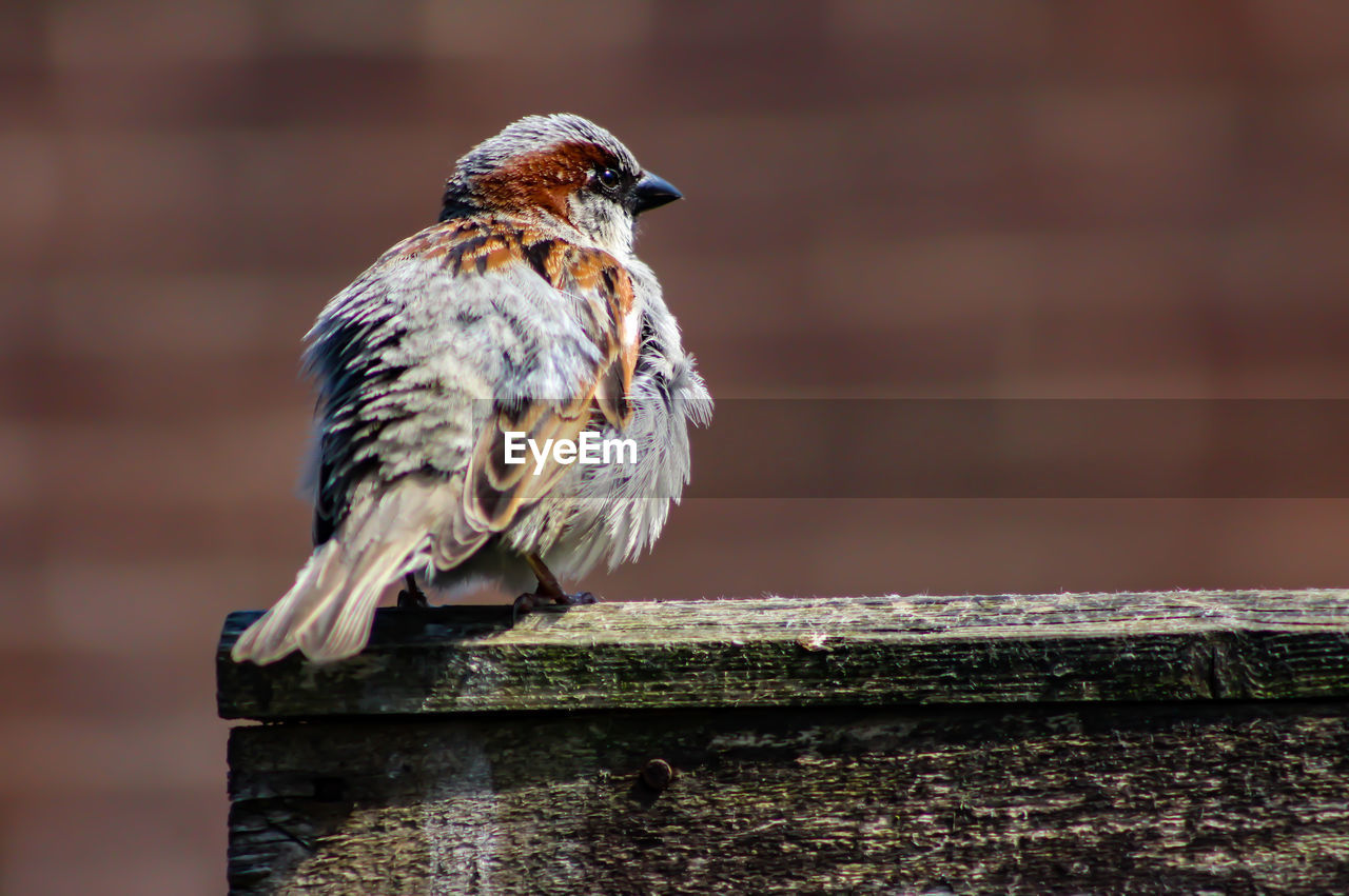 CLOSE-UP OF BIRD PERCHING ON WOOD AGAINST WALL