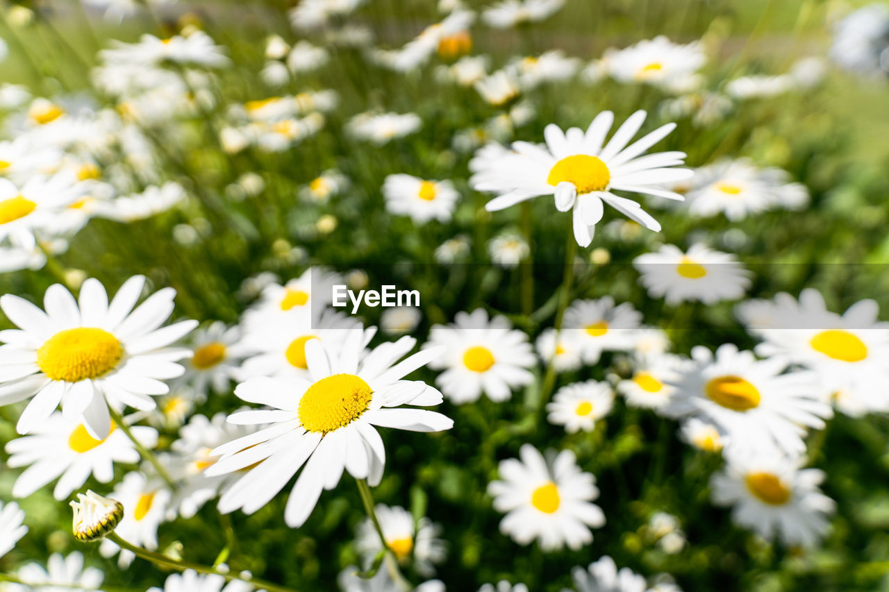 CLOSE-UP OF WHITE DAISY FLOWERS ON LAND
