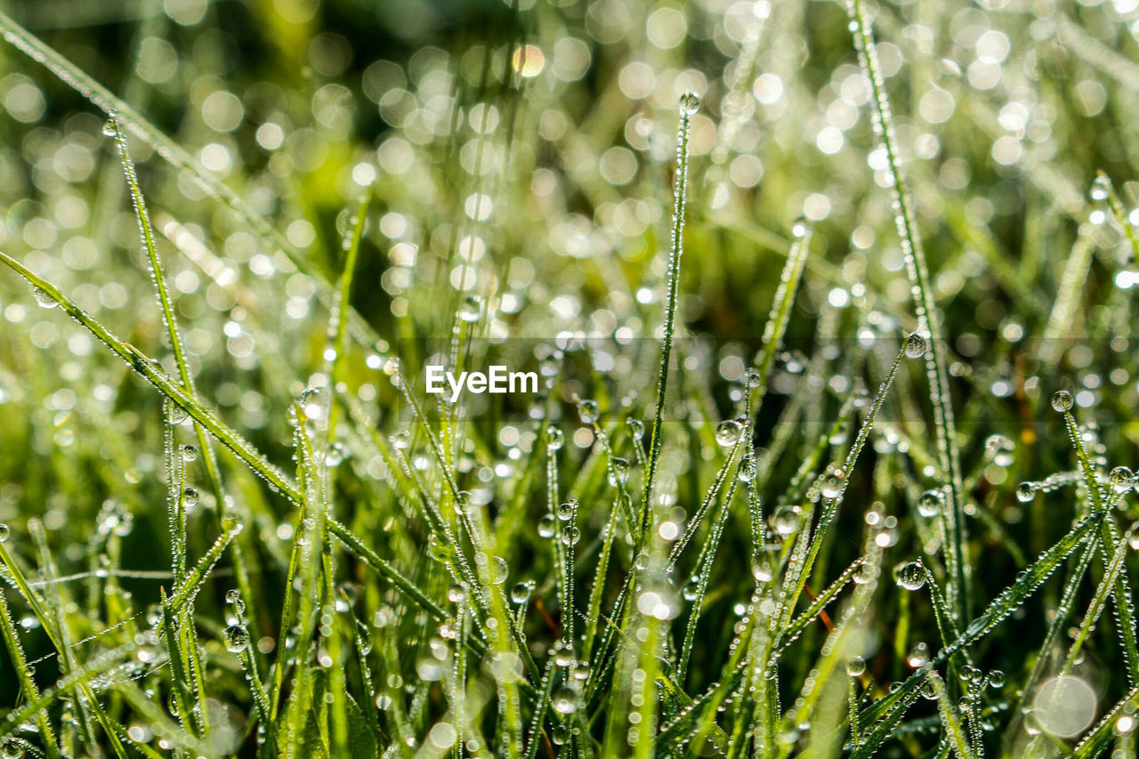 Close-up of grass growing in field