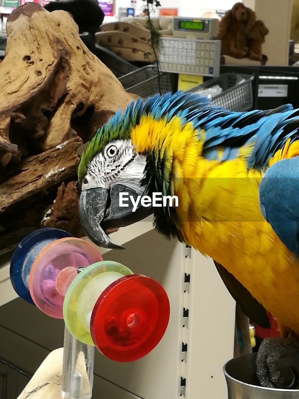 BIRD PERCHING ON MULTI COLORED PARROT