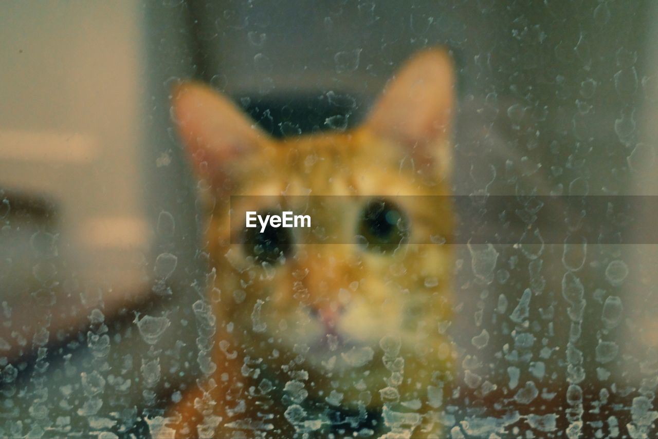 Close-up portrait of wet glass window in rainy season