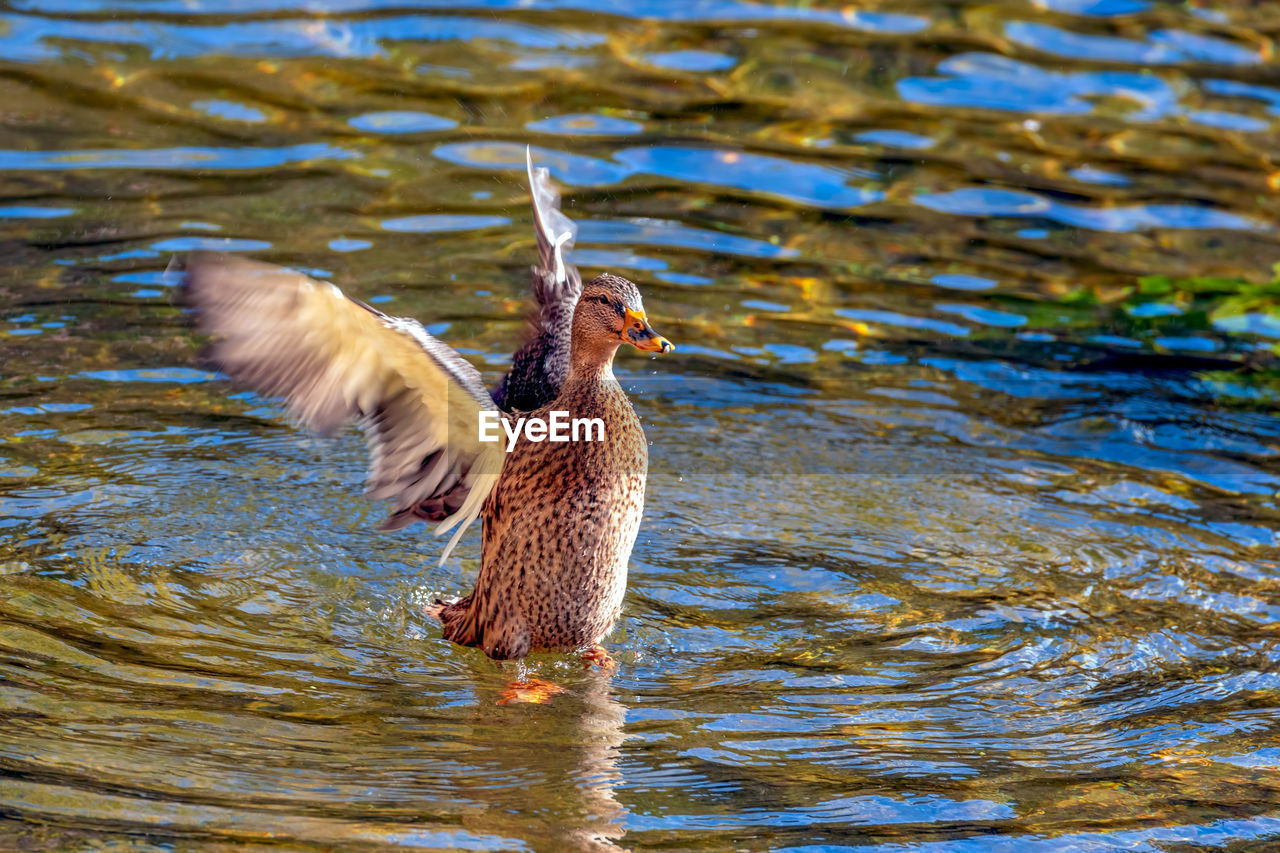 BIRDS IN THE LAKE