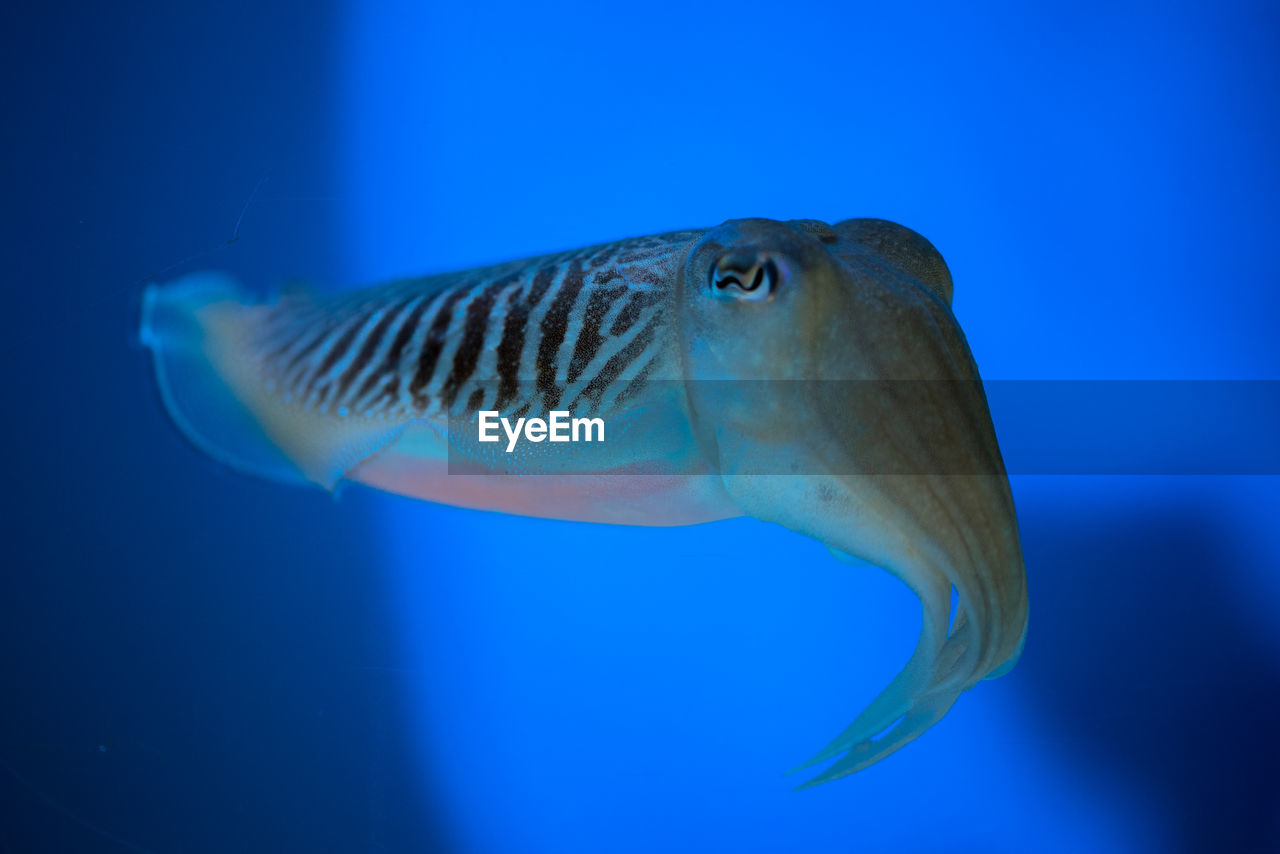 FISH SWIMMING UNDERWATER