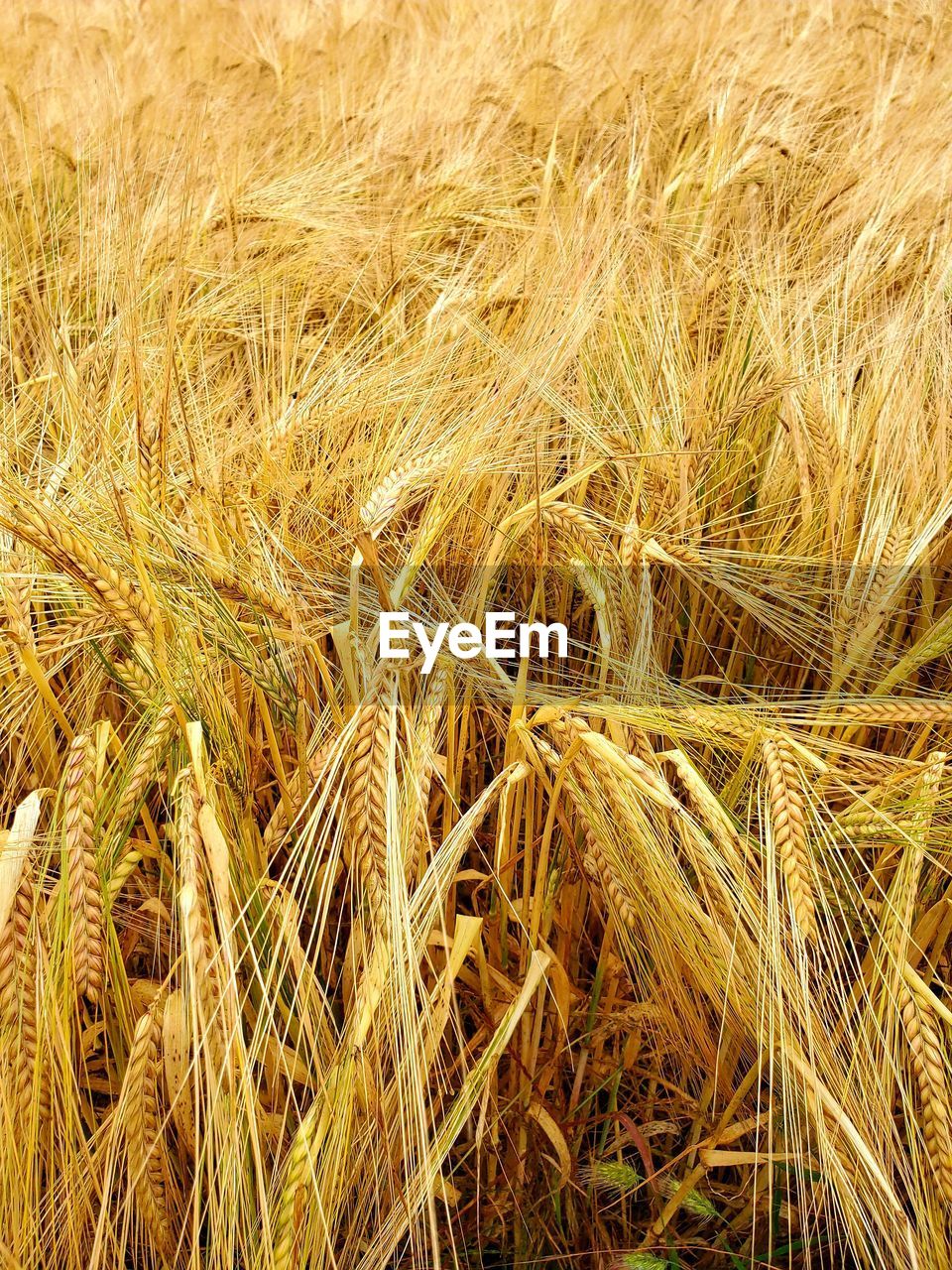 FULL FRAME SHOT OF STALKS IN FIELD