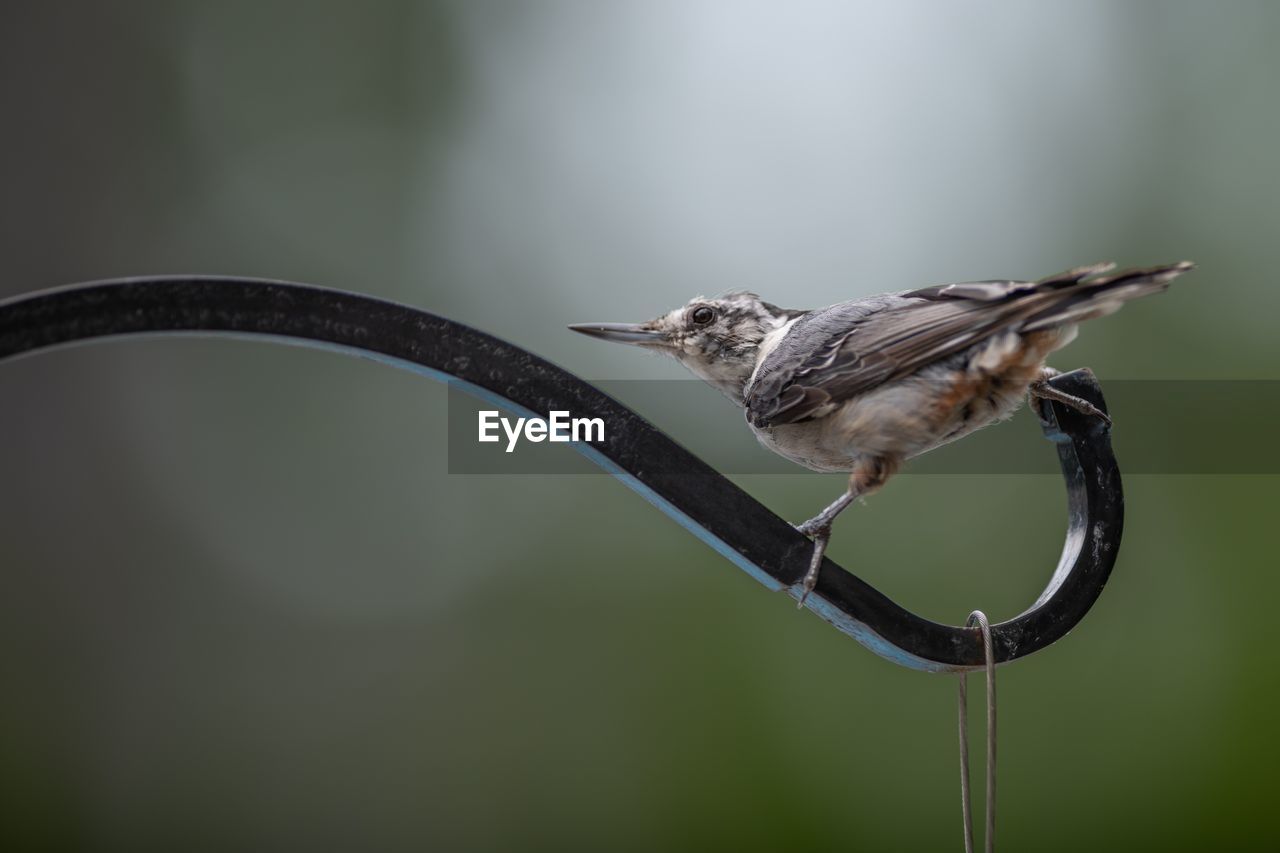 CLOSE-UP OF A BIRD PERCHING ON A FEEDER