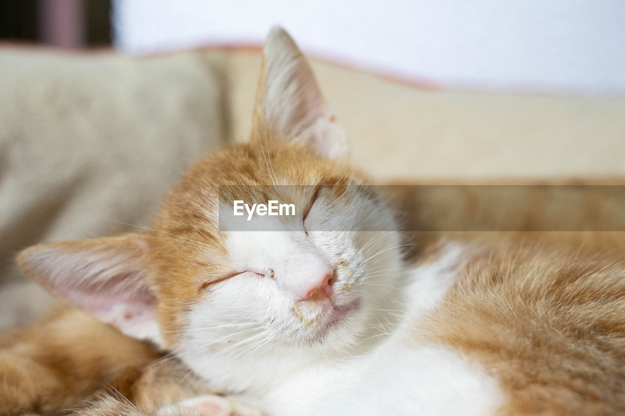 CLOSE-UP OF A CAT SLEEPING ON A BED