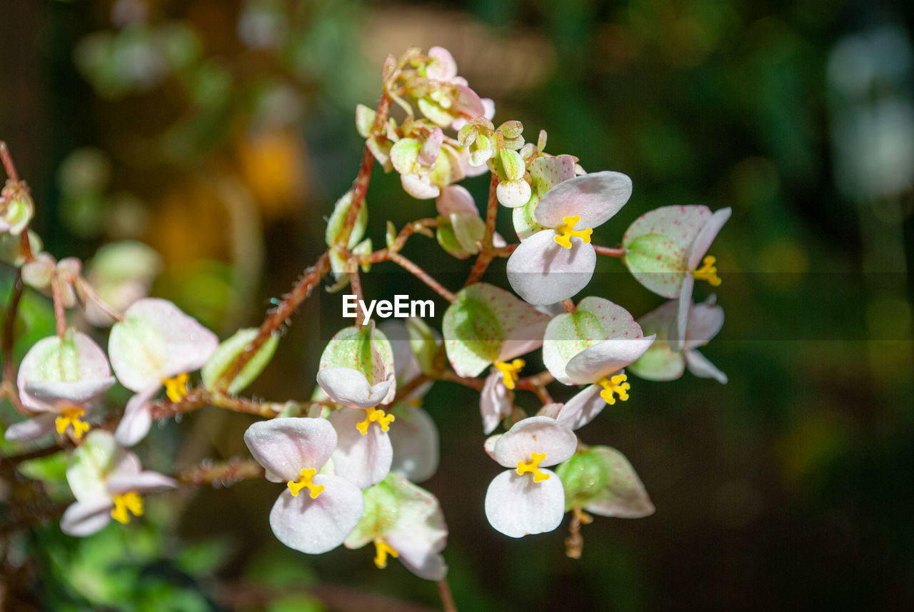 Close-up of white flowering plant