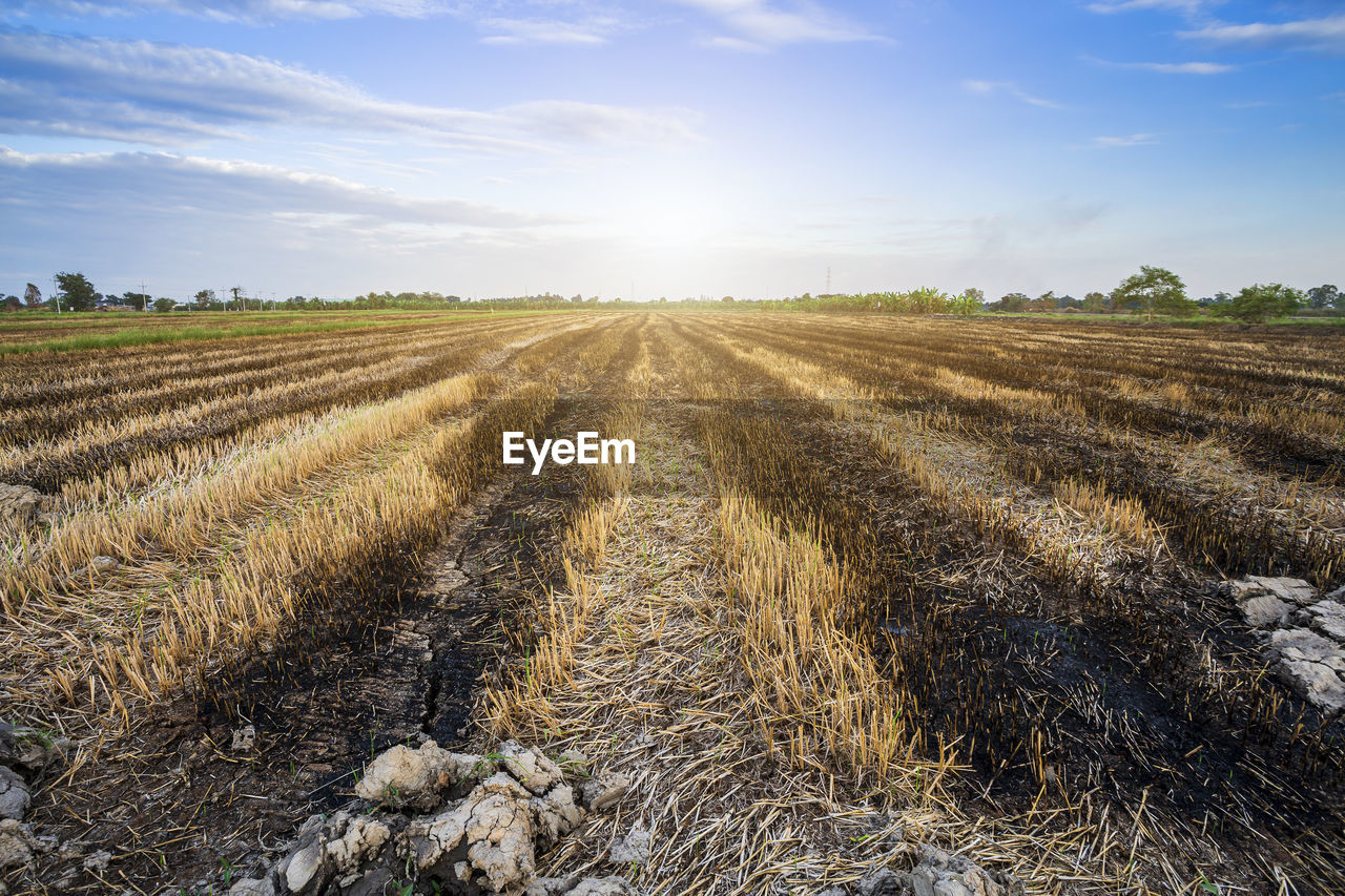 SCENIC VIEW OF AGRICULTURAL LANDSCAPE AGAINST SKY