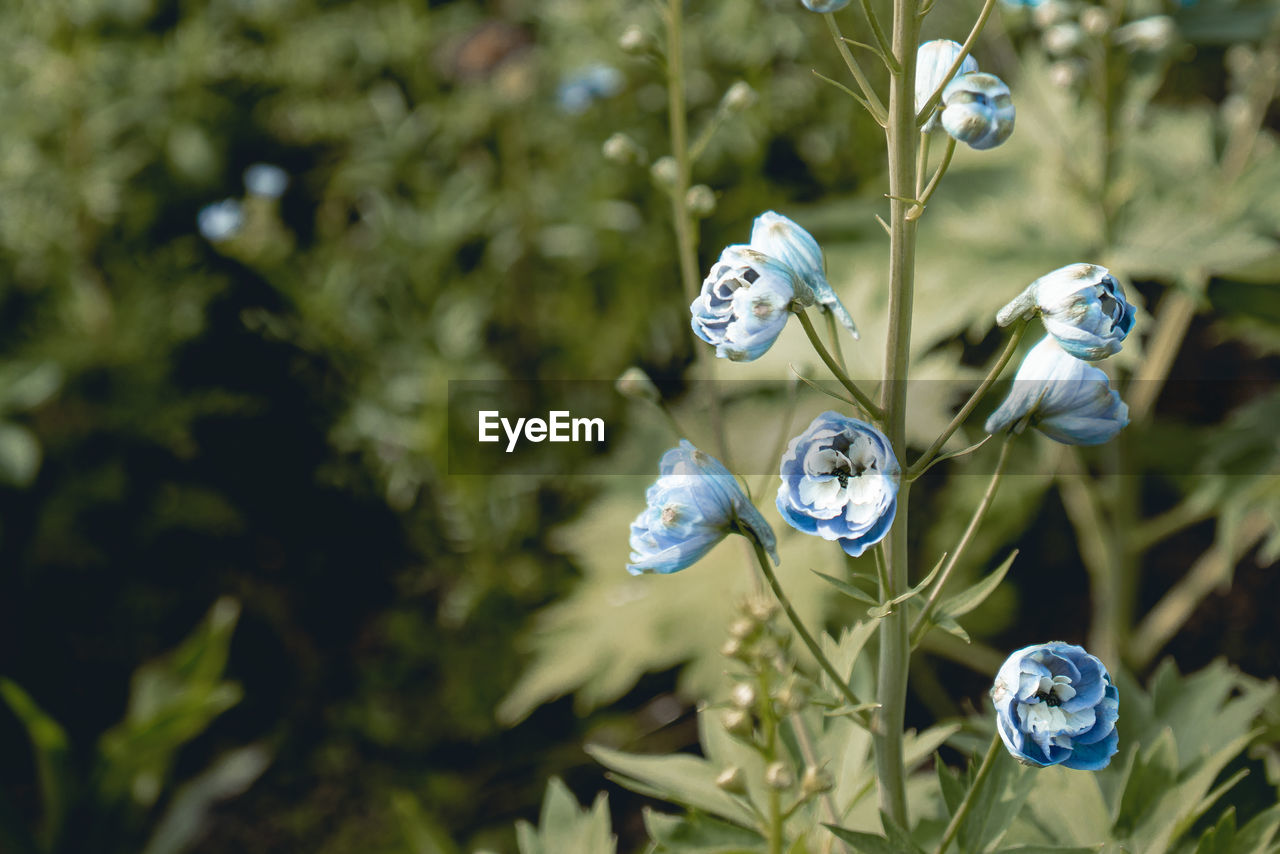 CLOSE-UP OF BUG ON WHITE FLOWERS