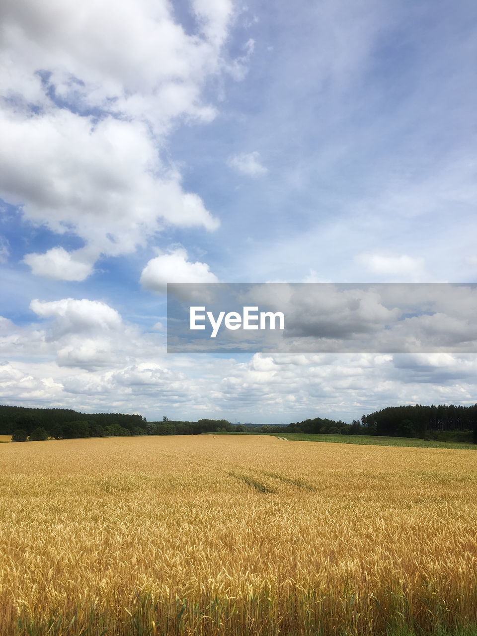 SCENIC VIEW OF CROP FIELD AGAINST SKY