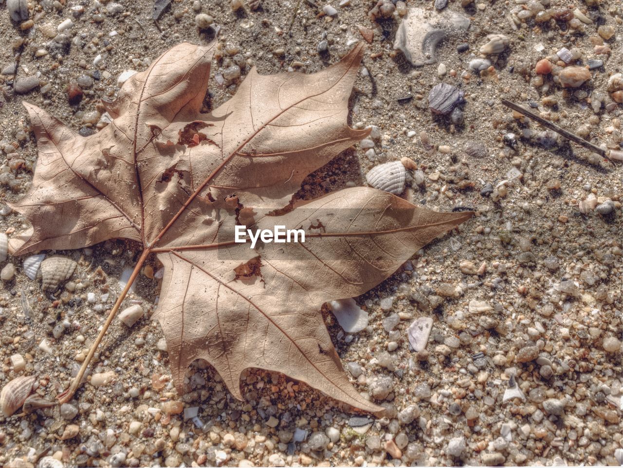 CLOSE-UP OF CRAB ON SAND