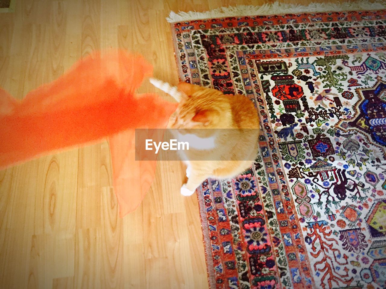 HIGH ANGLE VIEW OF CAT ON HARDWOOD FLOOR