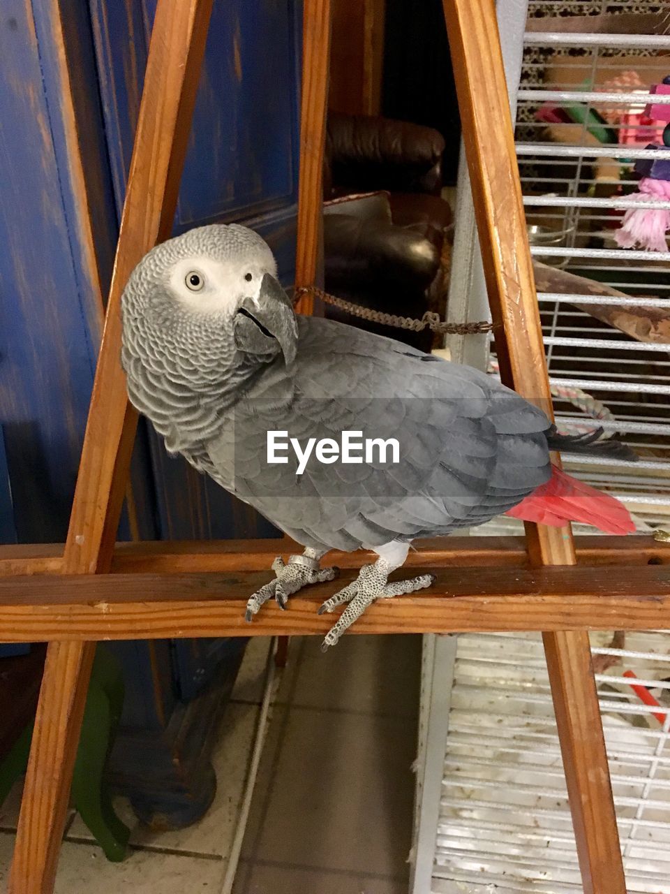 Close-up side view of bird looking away