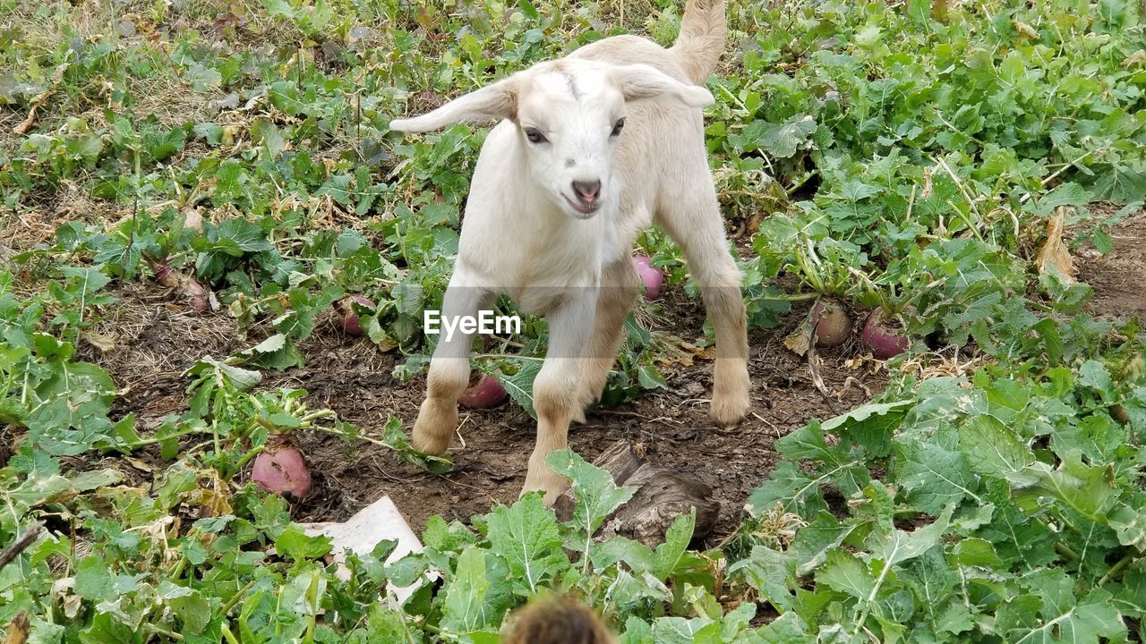 PORTRAIT OF A DOG STANDING ON FIELD