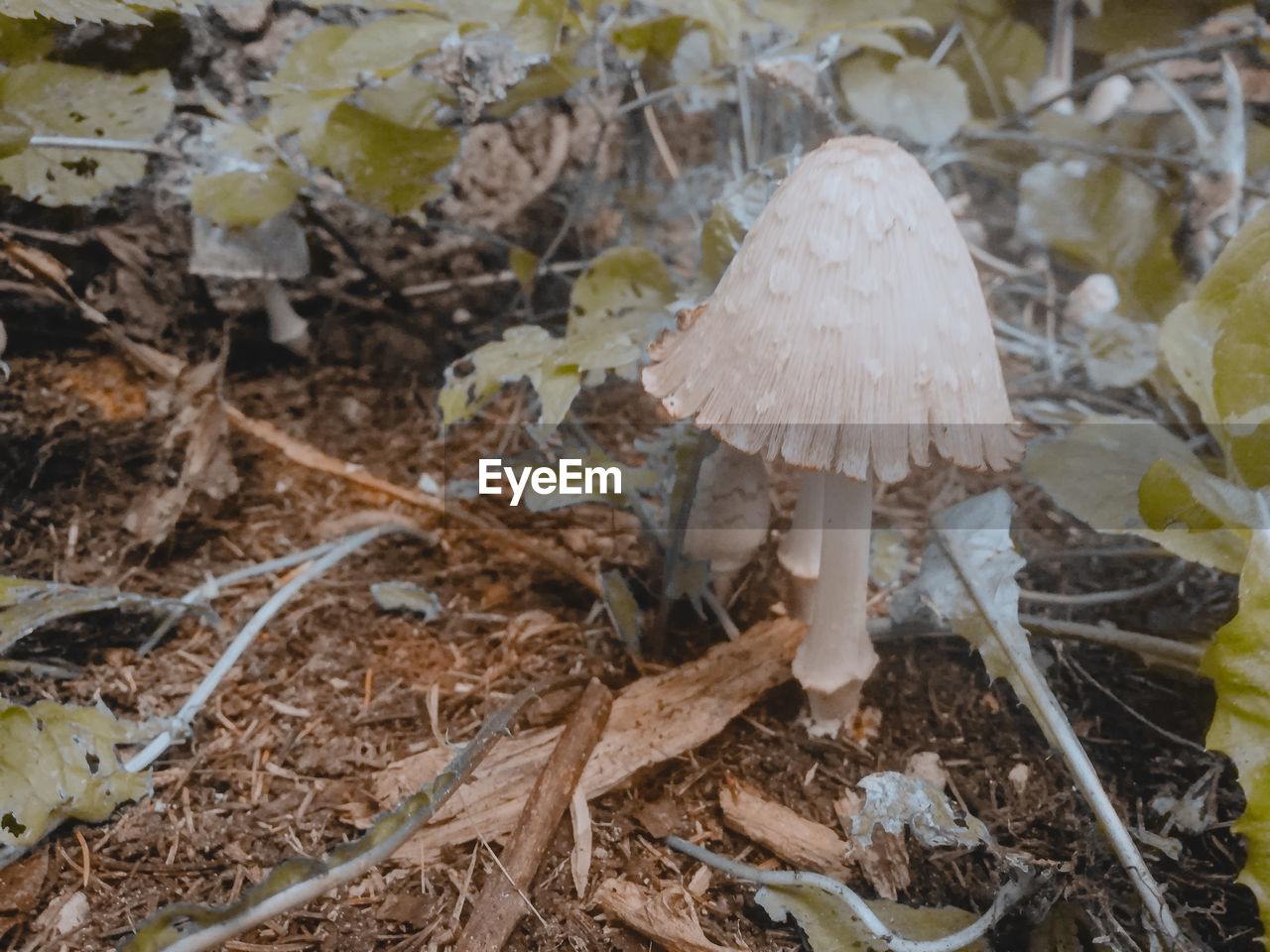 CLOSE-UP OF MUSHROOM GROWING ON LAND