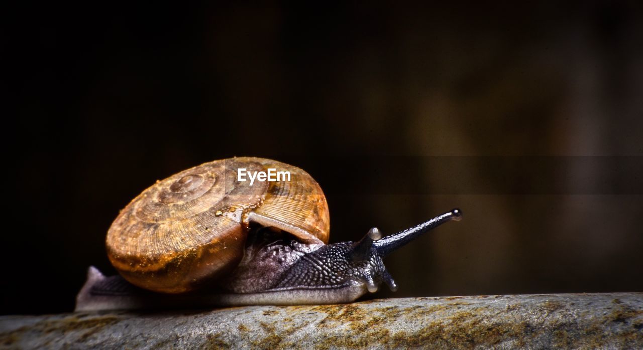 Close-up of snail