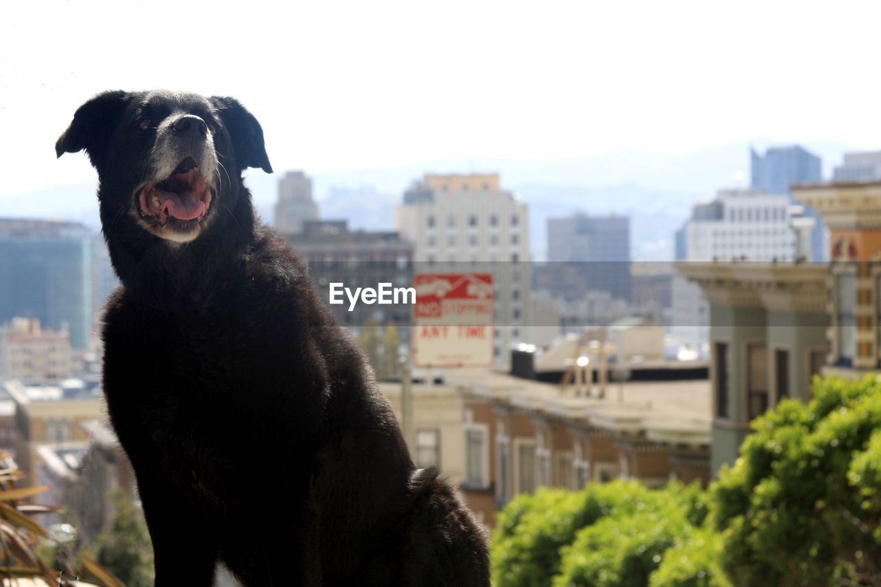 CLOSE-UP OF DOG AGAINST SKY ON SUNNY DAY