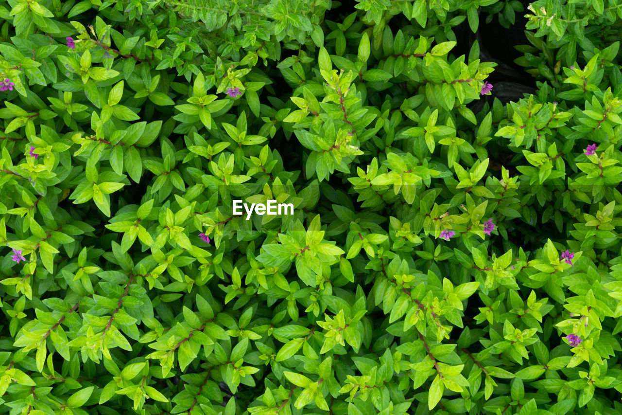 FULL FRAME SHOT OF PLANTS WITH GREEN LEAVES