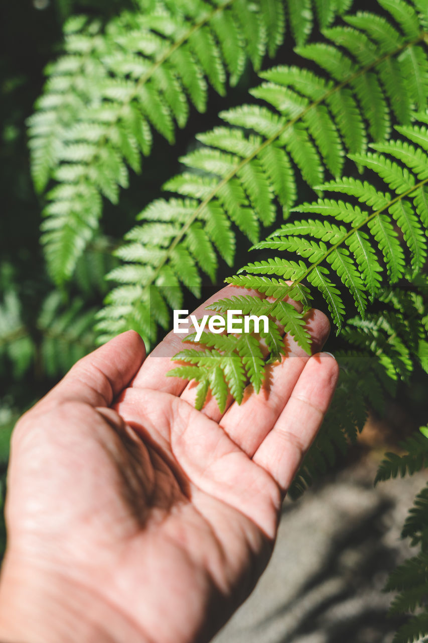 Cropped hand of woman holding plants