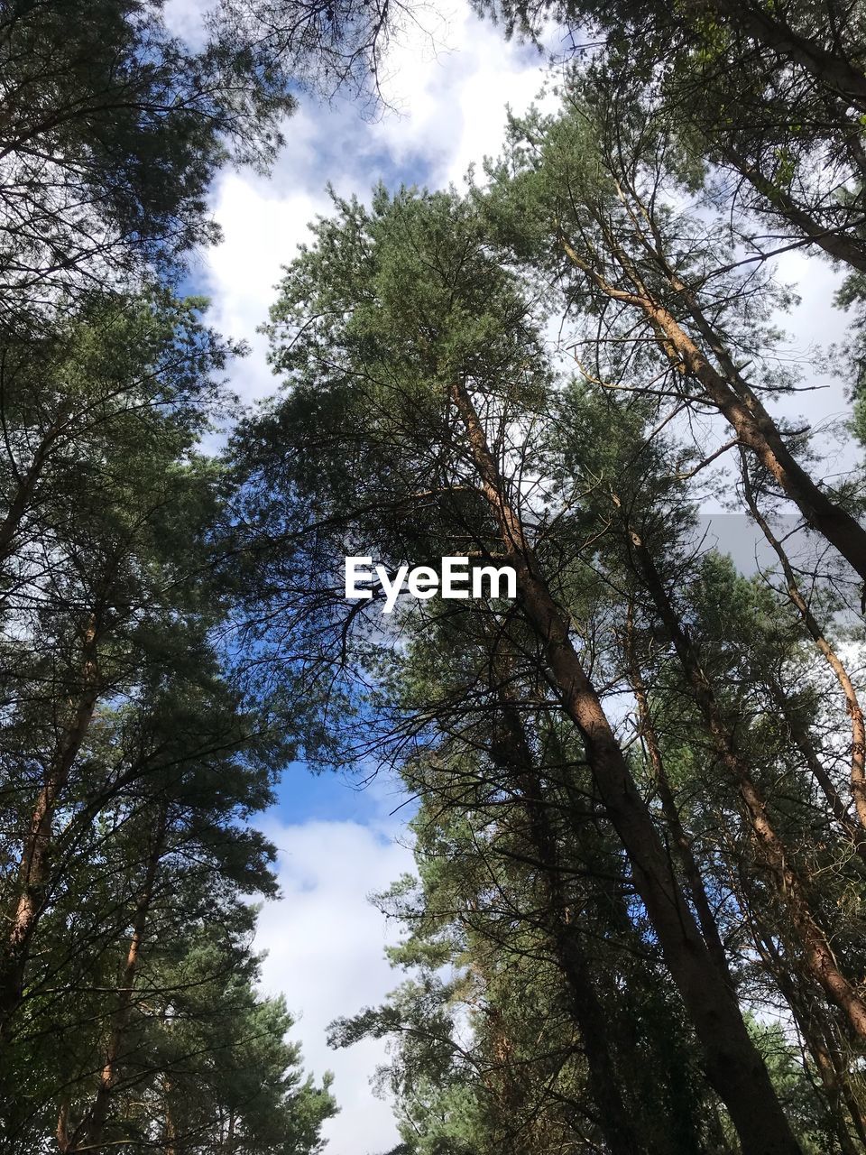 LOW ANGLE VIEW OF BAMBOO TREES IN FOREST