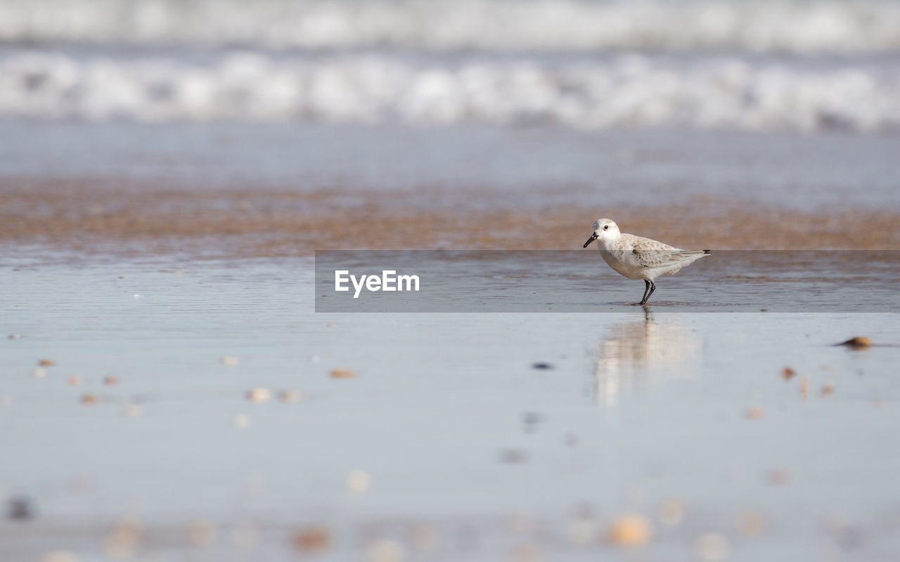 Seagull on beach