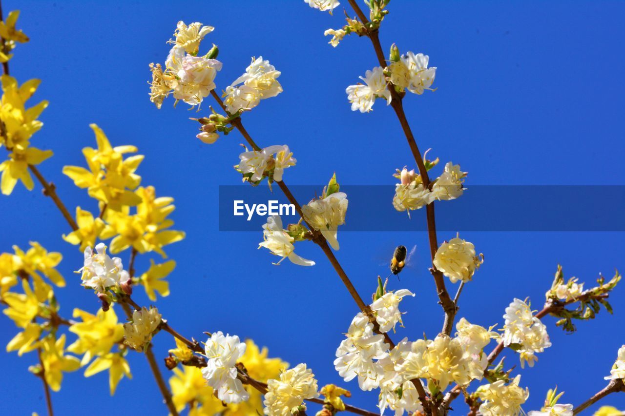 LOW ANGLE VIEW OF CHERRY BLOSSOMS AGAINST BLUE SKY