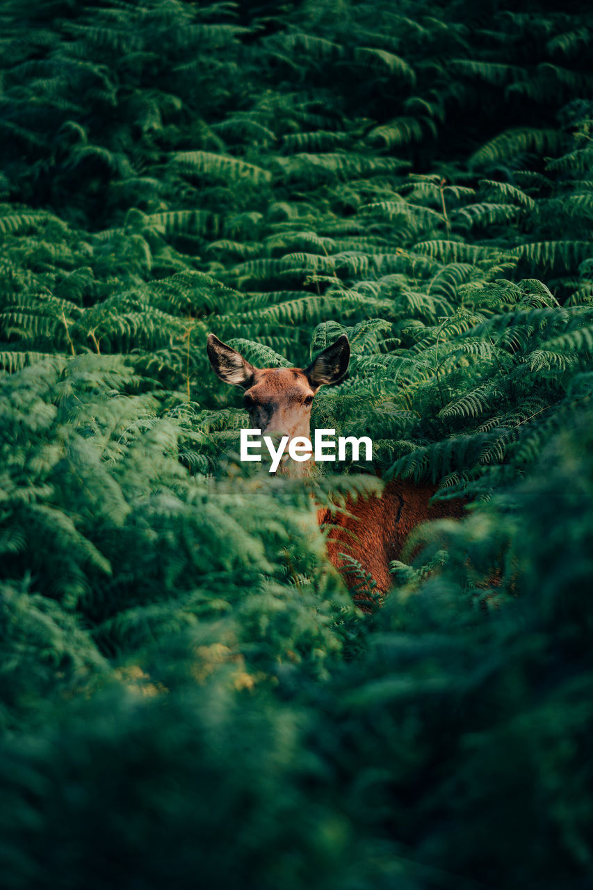 High angle portrait of deer standing amidst plants in forest