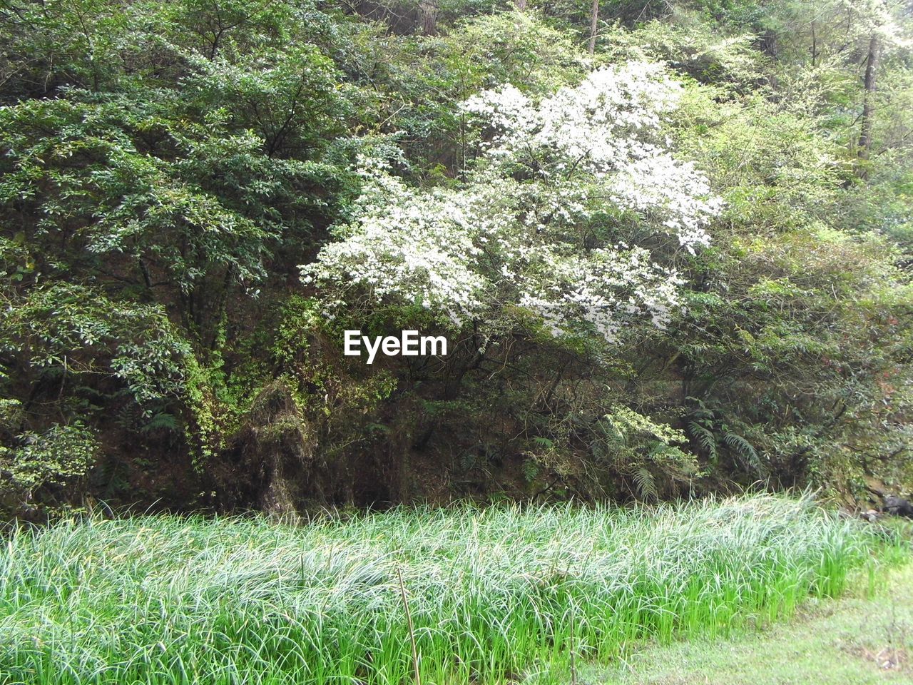 TREES GROWING ON FIELD