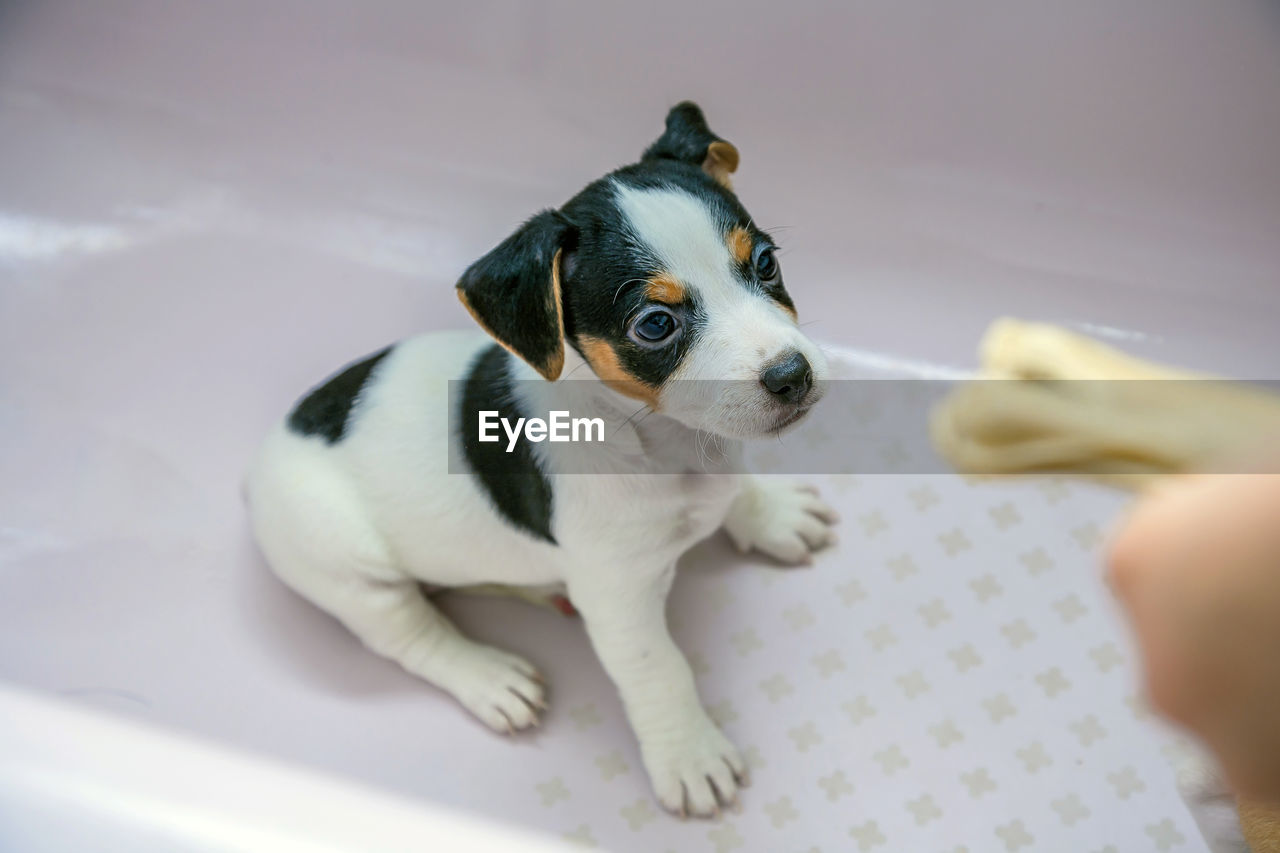 High angle view of puppy on pet bed 