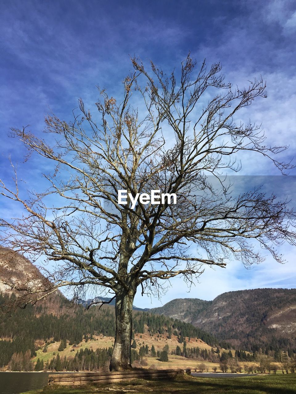 BARE TREE IN FIELD AGAINST SKY