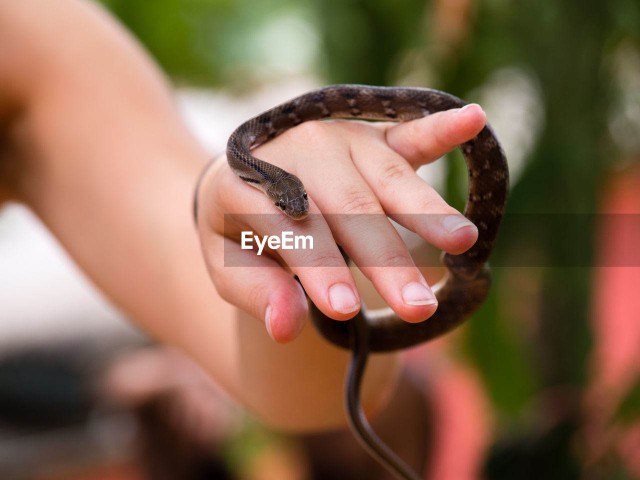 Portrait of snake on woman's hand